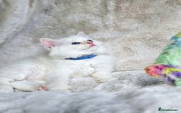 Ragdoll cats for sale: Pure Ragdoll Kittens - Image 4