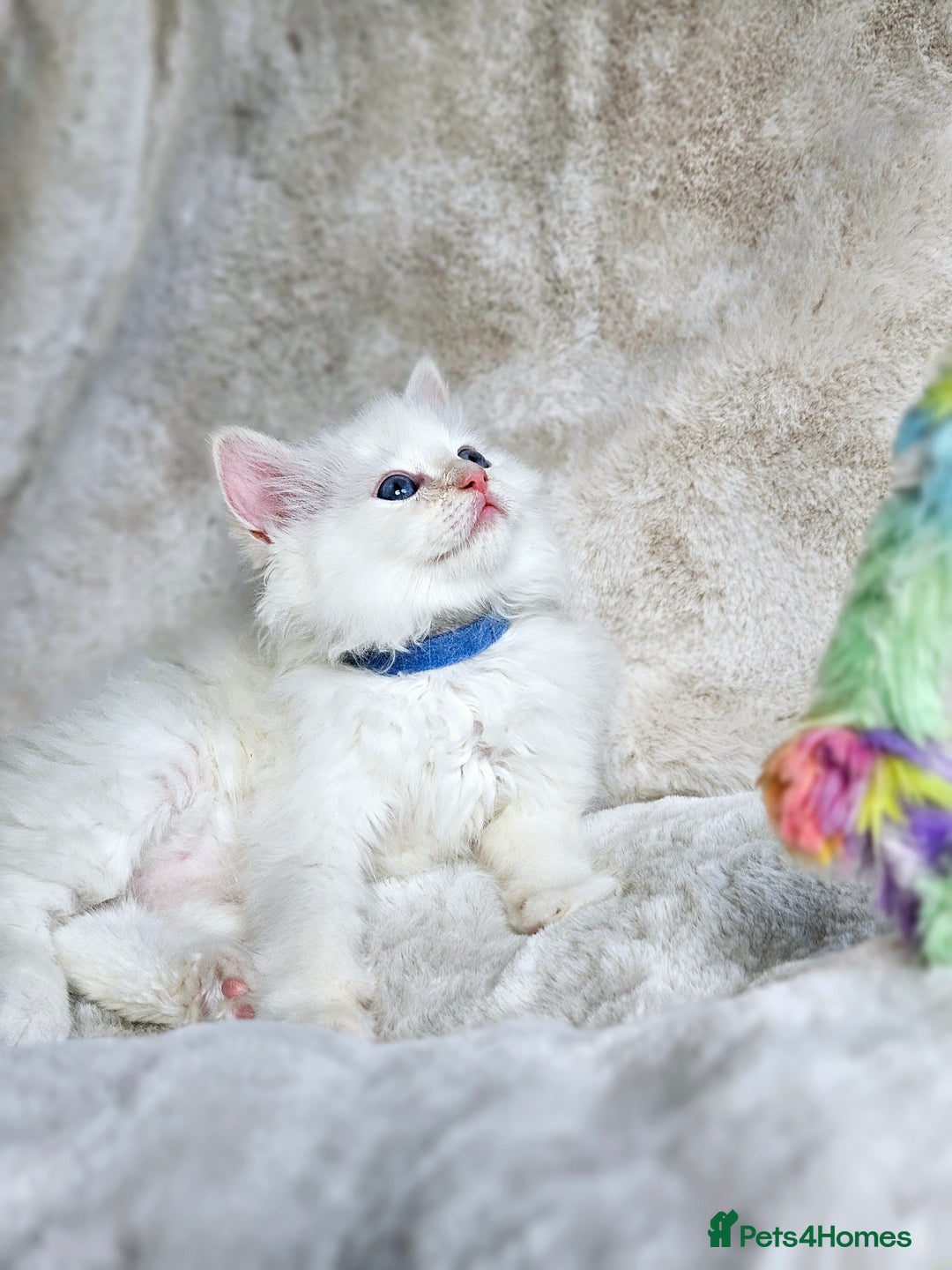 Ragdoll cats for sale: Pure Ragdoll Kittens - Image 4