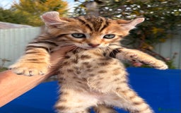 Keetso cats for sale: Stunning golden keetsos  - Image 33