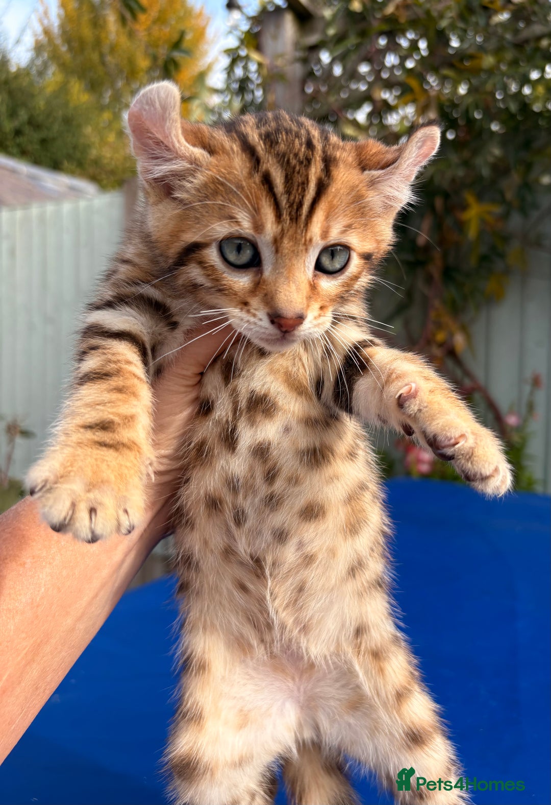 Keetso cats for sale: Stunning golden keetsos  - Image 33