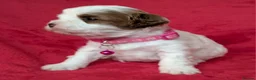 Cavapoo dogs for sale: Adorable Cavapoo Puppies From Licensed Breeder - Advert 29