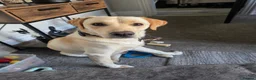 Labrador Retriever dogs for stud: Milo  - Advert 3