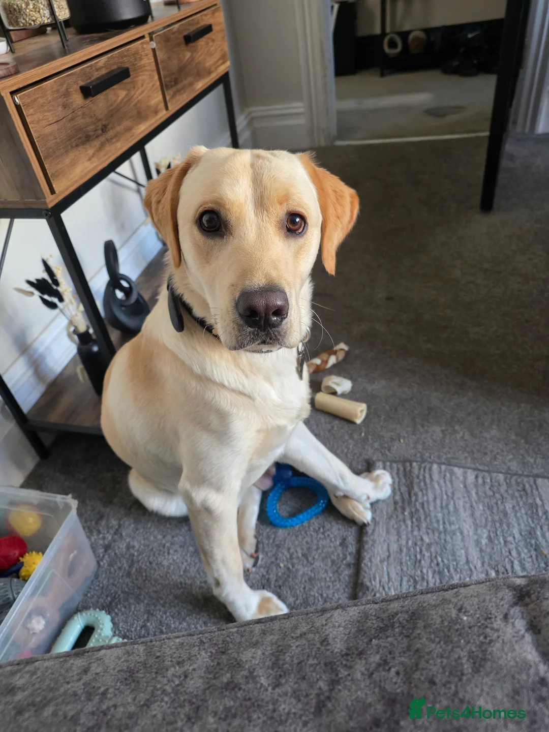 Labrador Retriever dogs for stud: Milo  - Advert 3