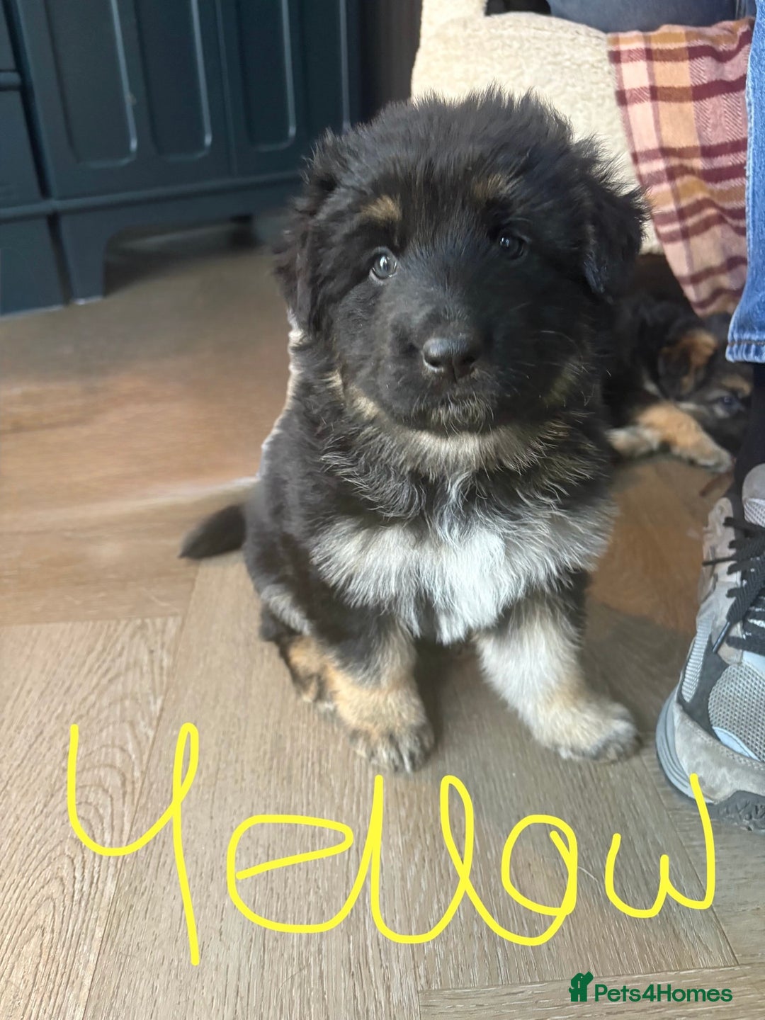 German Shepherd dogs for sale: 🐾 Beautiful Family-Raised German Shepherds 🐾 - Advert 8