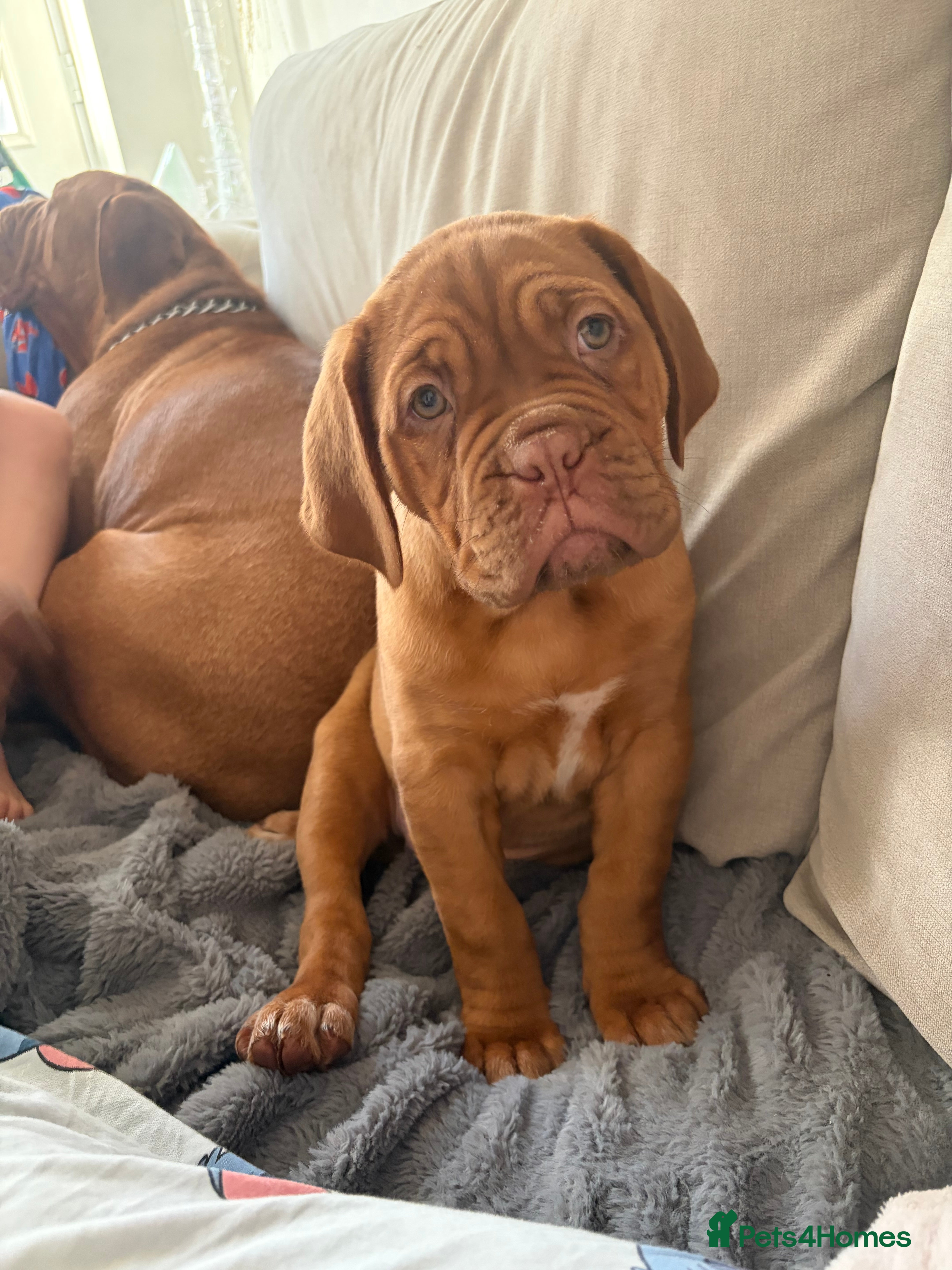Dogue De Bordeaux dogs READY NOW 1 BITCH left !!dogue de Bordeaux  - Advert 4