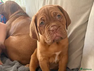 Dogue De Bordeaux dogs Gone xx - Advert 11
