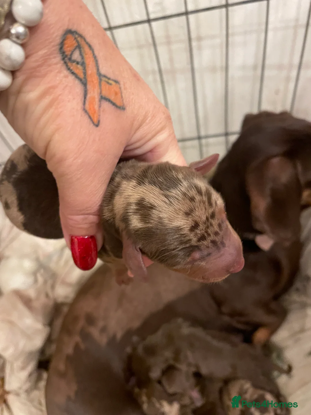 Dachshund dogs for sale: Miniature dachshunds  - Advert 9