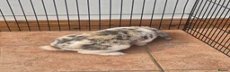 Mixed Breed rabbits for sale: Male lop mix in Leeds - Advert 3
