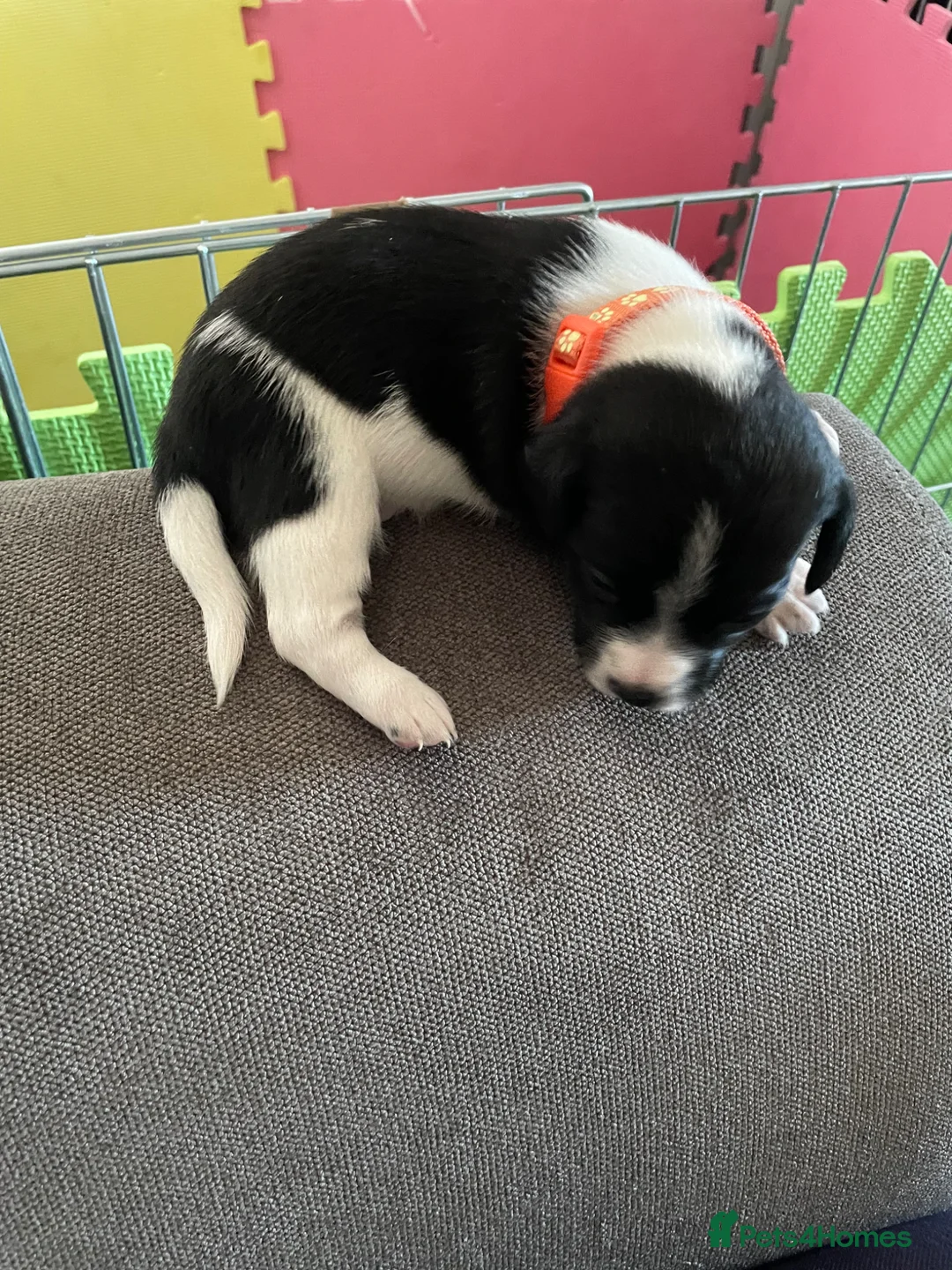 Mixed Breed dogs for sale: Jack Russell spaniels  in Hoddesdon - Advert 6