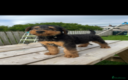 Airedale Terrier dogs for sale: Airedale Terrier Puppy 9 - Quality Airedale terrier pups - Image 1