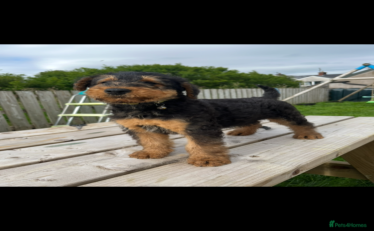 Airedale Terrier dogs - Advert 4