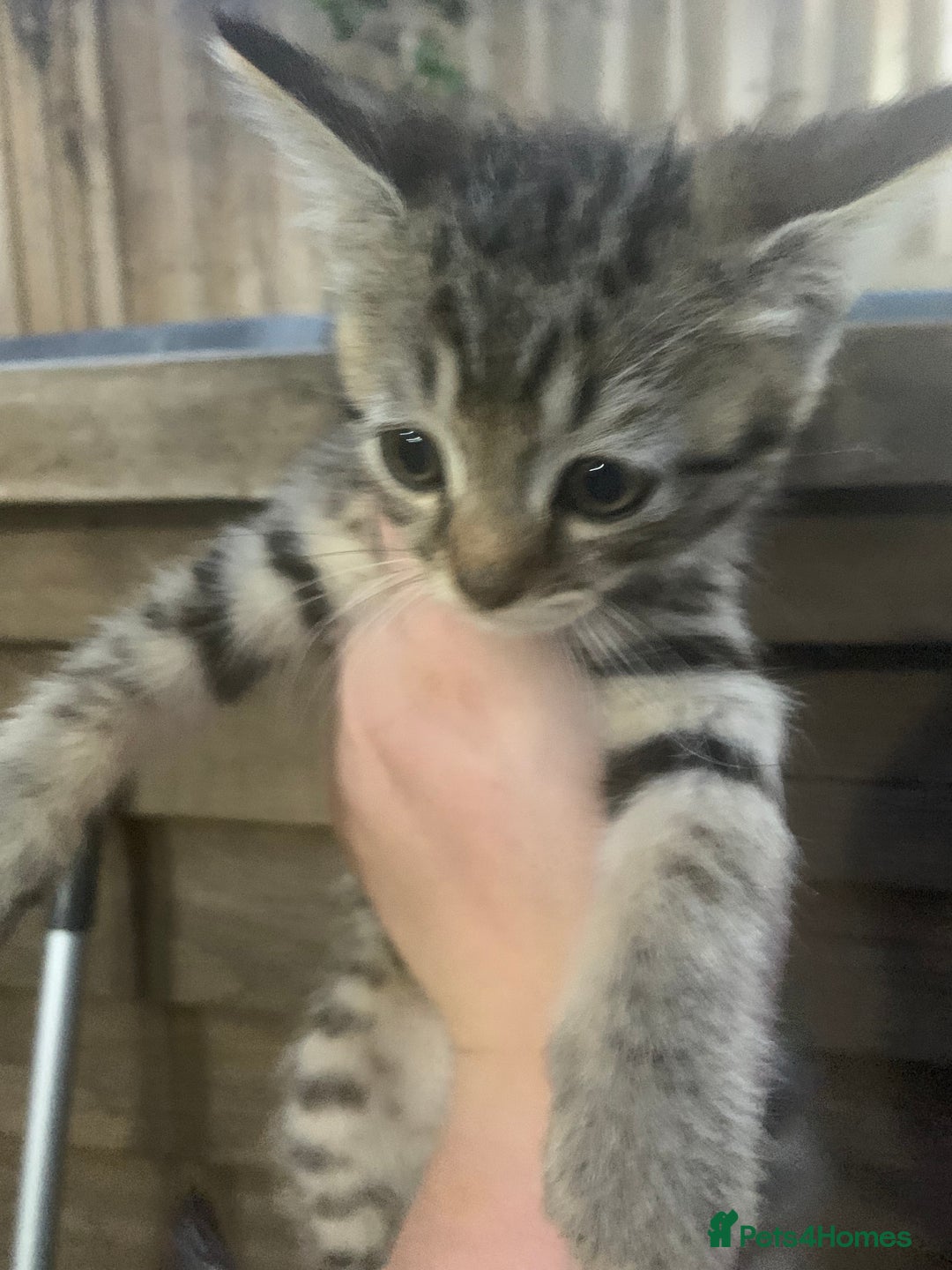 Persian cats for sale: ONLY 1 BOY 1 GIRL LEFT  - Image 3