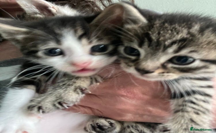 Mixed Breed cats - Advert 10