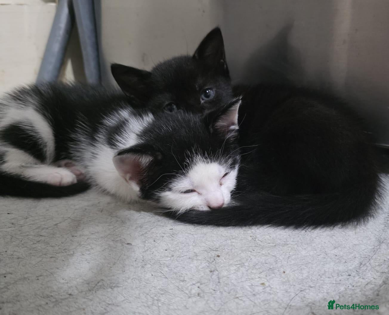 Domestic Shorthair cats Two Beautiful, Loving Kittens Looking for a Home. - Advert 10