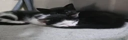 Domestic Shorthair cats for sale: Two Beautiful, Loving Kittens Looking for a Home. - Advert 2