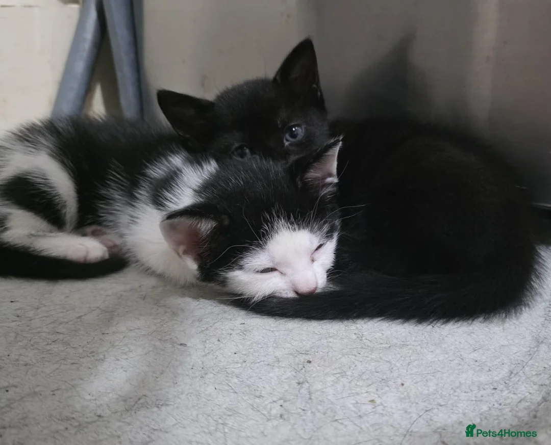 Domestic Shorthair cats for sale: Two Beautiful, Loving Kittens Looking for a Home. - Advert 2