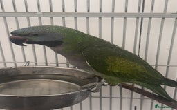 Parakeets birds for sale: He is a lord derby and his name is Hugo  - Image 2