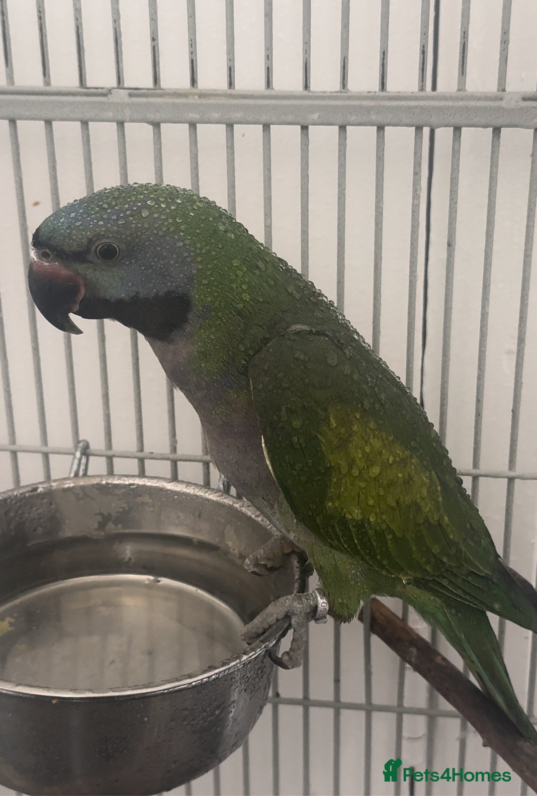 Parakeets birds for sale: He is a lord derby and his name is Hugo  - Image 2