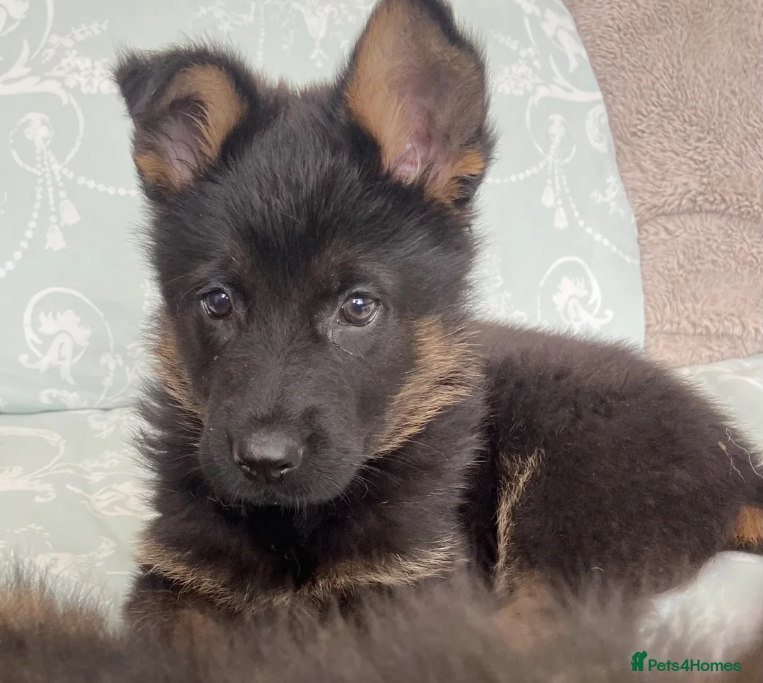 German Shepherd dogs for sale: German Shepard puppies ready to leave  - Advert 1