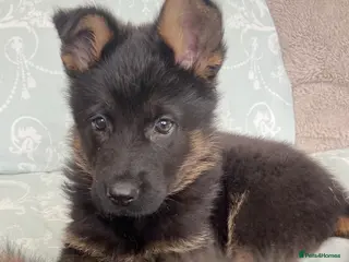 German Shepherd dogs German Shepard puppies ready to leave - Advert 5