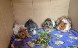 Guinea Pig rodents for sale: Beautiful Female Guinea Pigs - Image 1