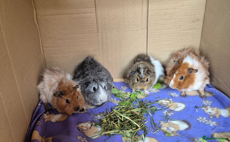 Guinea Pig rodents - Advert 4