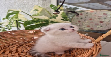 Scottish Fold cats - Advert 12
