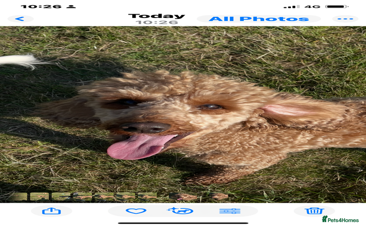 Miniature Poodle dogs - Advert 9