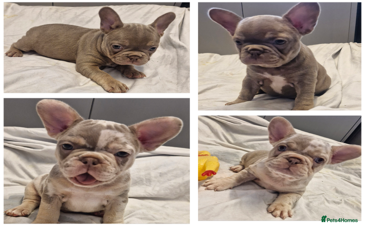 French Bulldog dogs - Advert 2