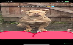 Mixed Breed dogs for sale: Male pocket bully  - Image 2