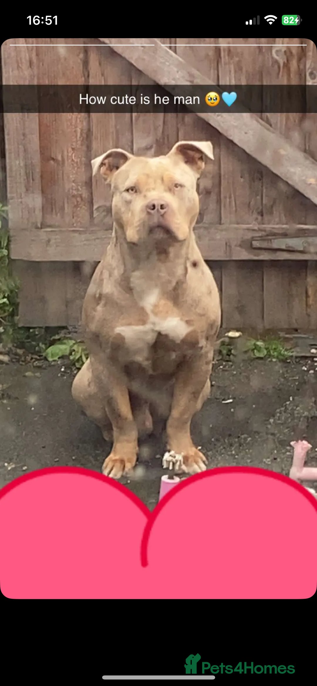 Mixed Breed dogs for sale: Male pocket bully  - Image 2