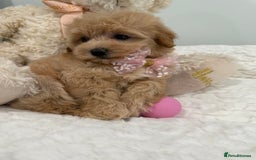 Maltipoo dogs for sale: 7 stunning f1 Maltipoo's. Fully DNA & Heath clear - Image 2