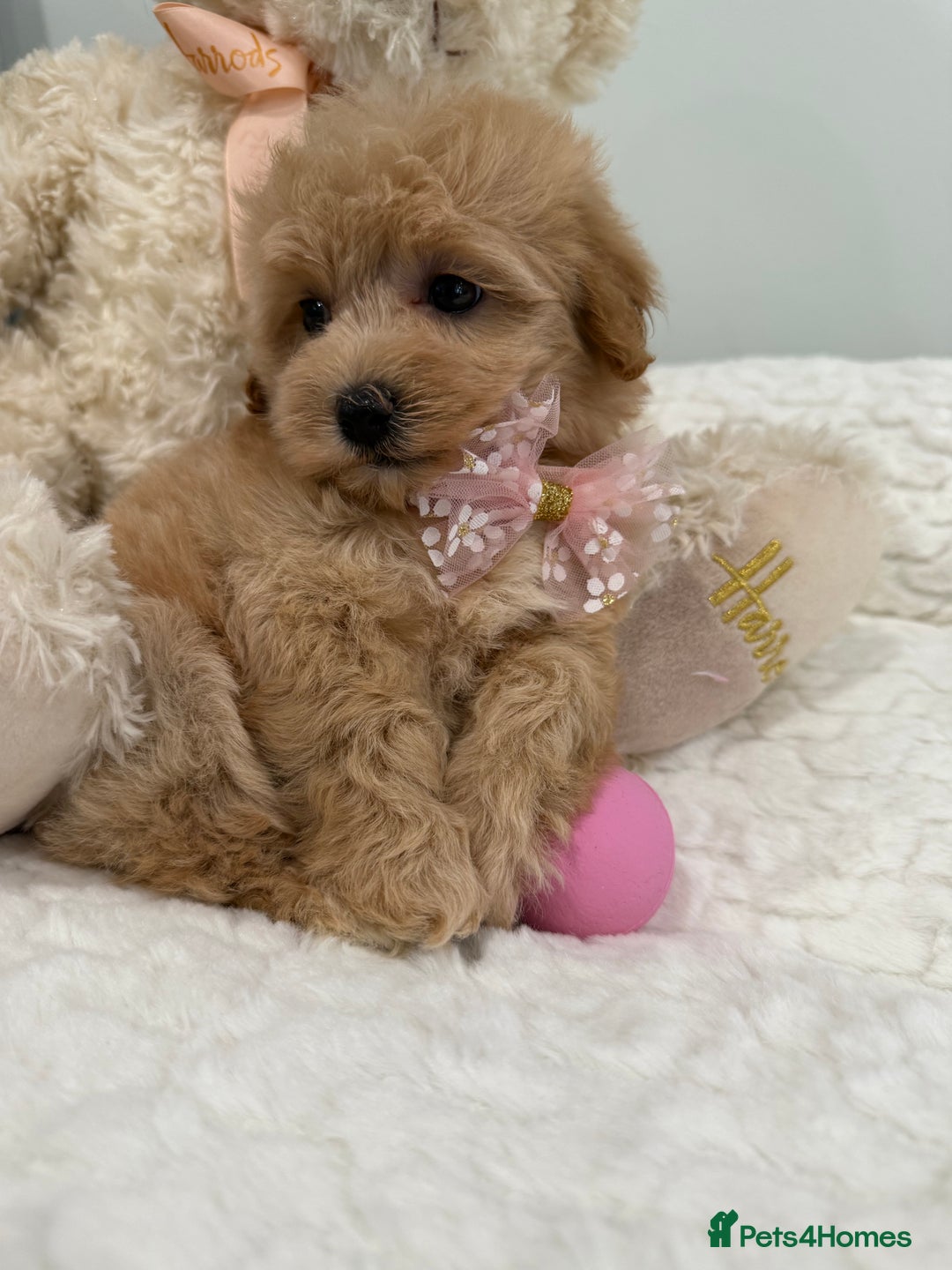 Maltipoo dogs for sale: 7 stunning f1 Maltipoo's. Fully DNA & Heath clear - Image 2