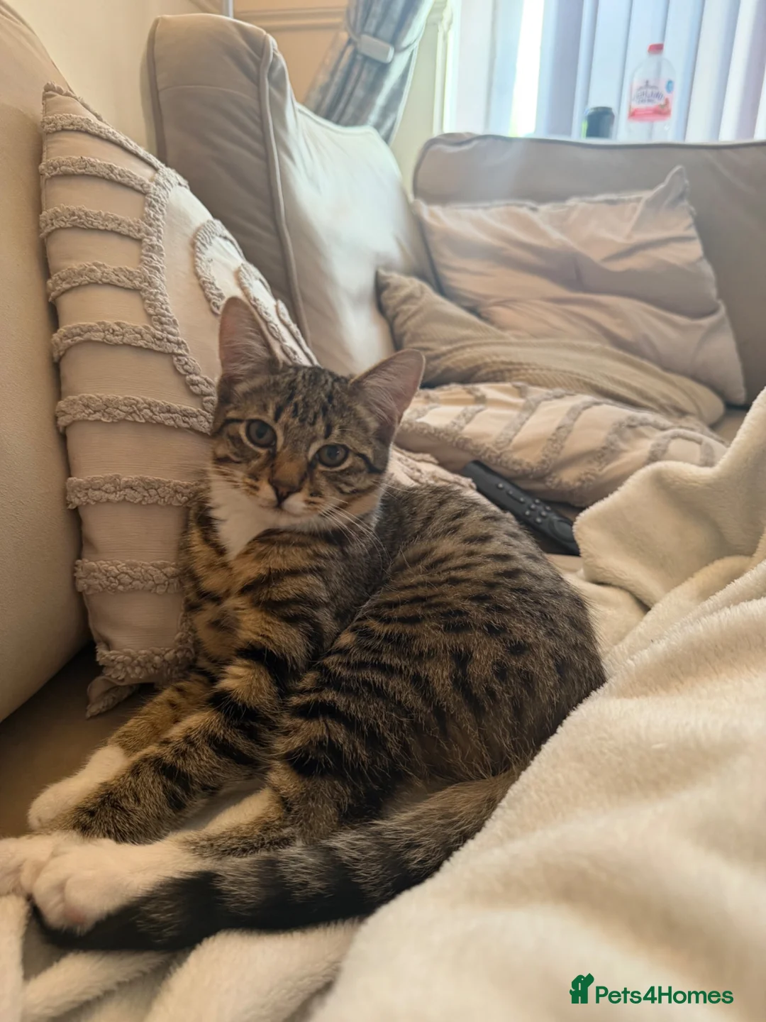 Mixed Breed cats for sale: Two bonded kittens - Advert 2