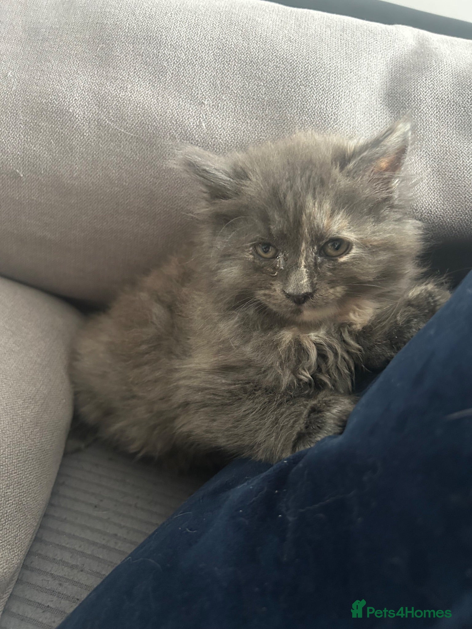 Turkish Angora cats 5 kittens for sale - Advert 2