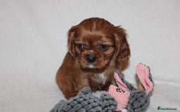 Cavalier King Charles Spaniel dogs for sale: Gorgeous Cavalier King Charles Spaniel puppies - Image 15