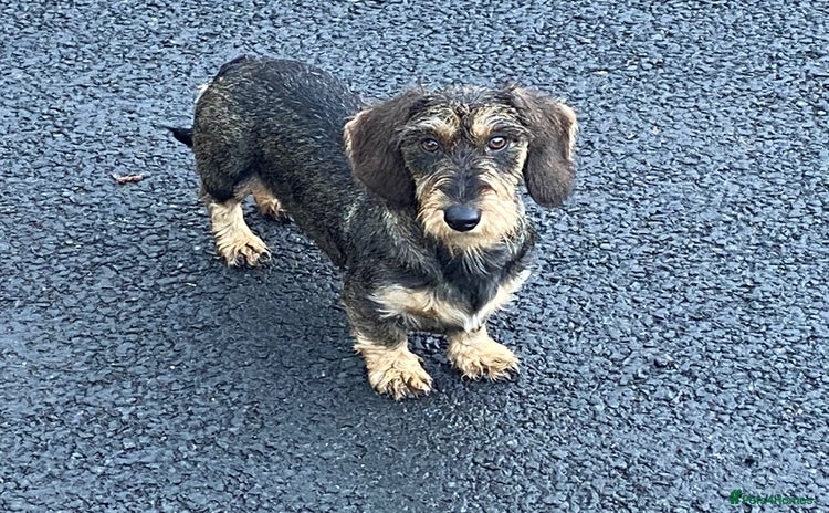 Miniature Dachshund dogs - Advert 12