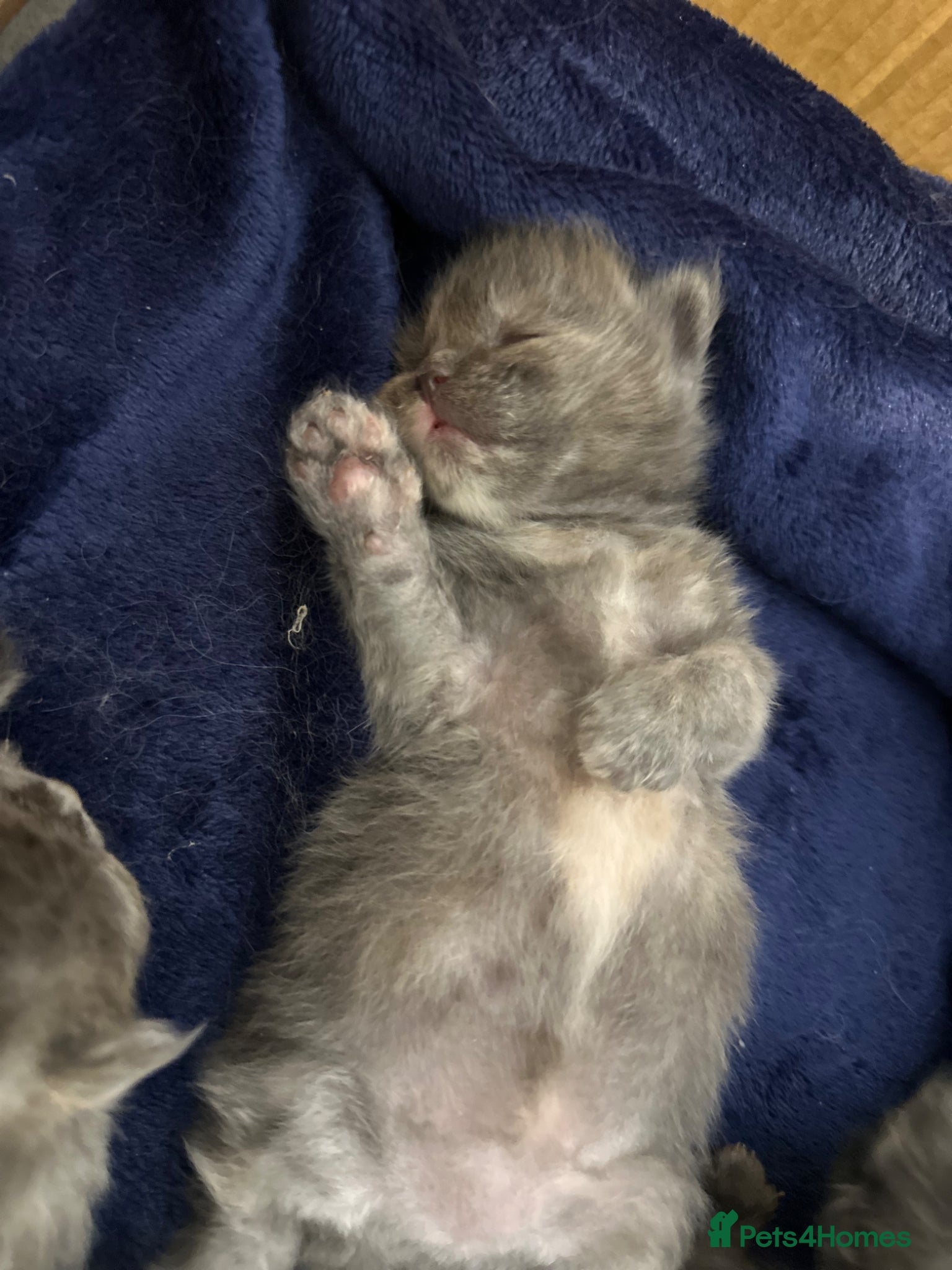 Maine Coon cats ✨ Beautiful Ragcoons - Advert 6