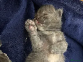 Maine Coon cats ✨ Beautiful Ragcoons - Advert 6