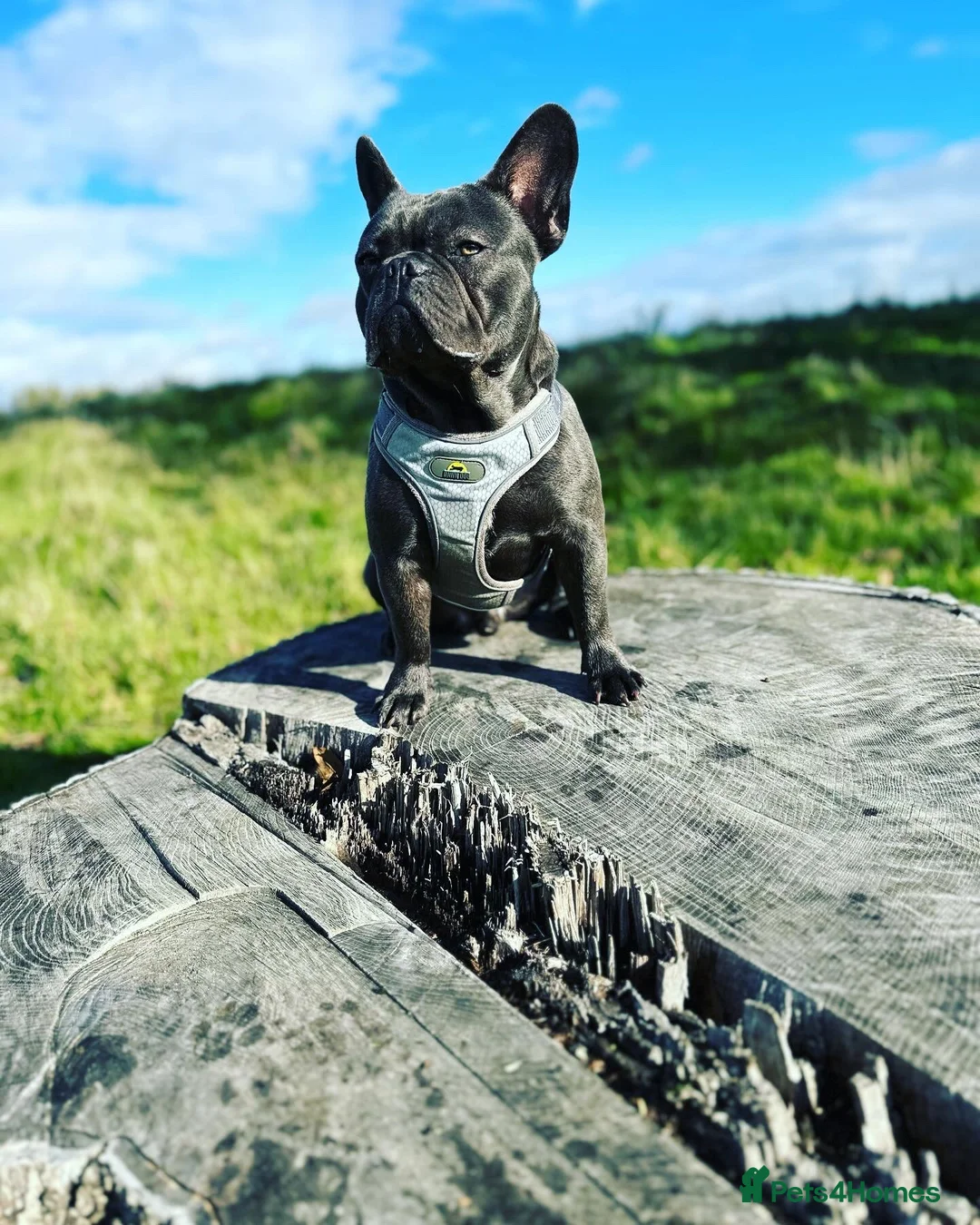 French Bulldog dogs for stud: Winston - Proven Sire, DNA tested in Oxford - Advert 5