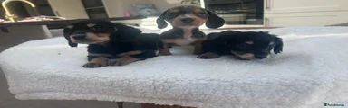 Miniature Dachshund 7