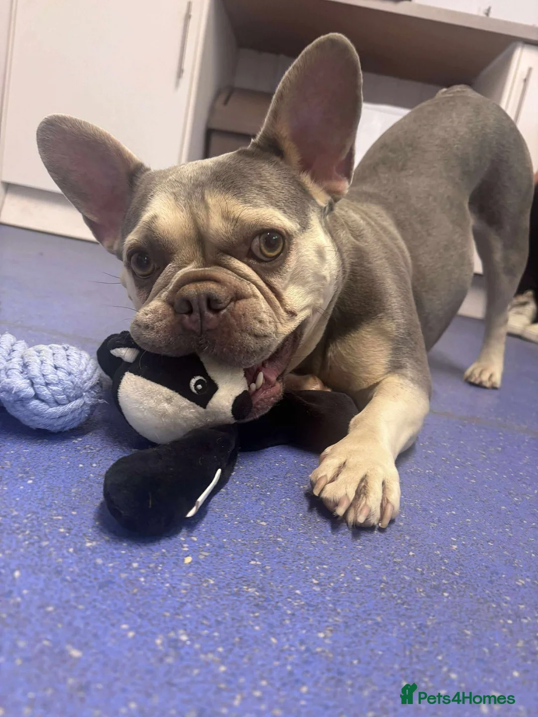 French Bulldog dogs for adoption: Lovely Anita is looking for her forever home! - Advert 5