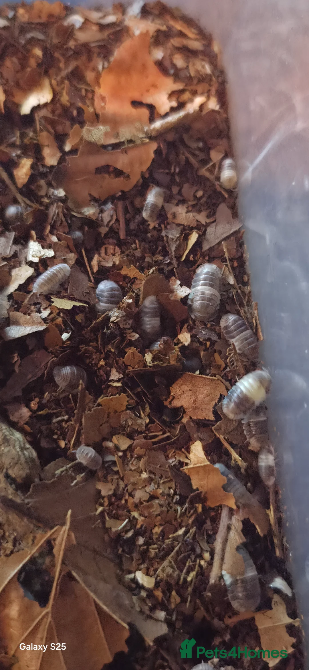 Isopods invertebrates for sale: Various ispods  - Advert 2