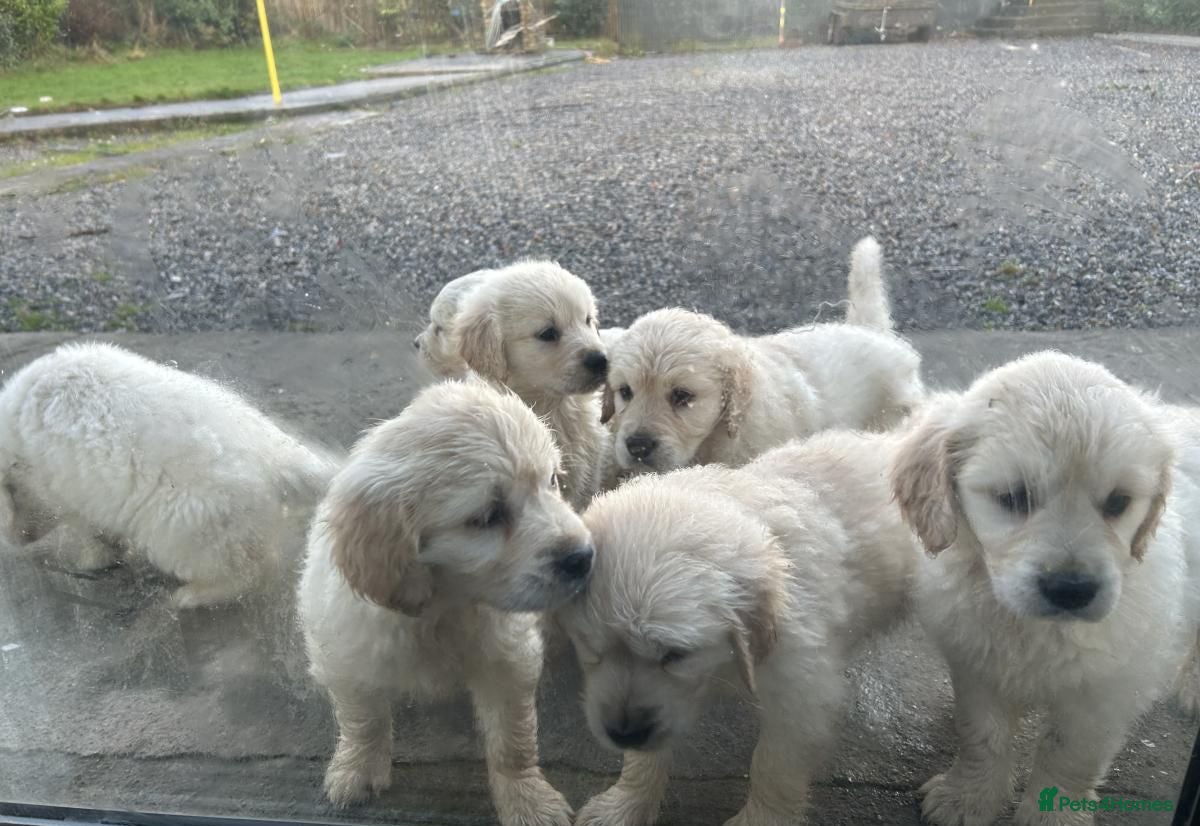 Golden Retriever dogs Adorable Golden Retriever Puppies Available - Advert 1