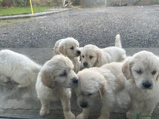 Golden Retriever dogs Adorable Golden Retriever Puppies Available - Advert 1