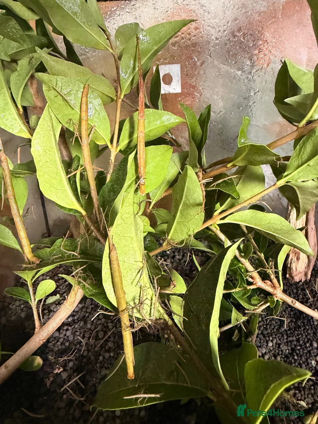 Stick Insects invertebrates for sale: Baby Indian Stick Insects  - Advert 1