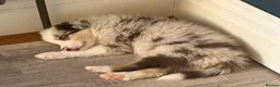 Border Collie dogs for sale: 2 male chocolate border collie puppies red Merle - Advert 7