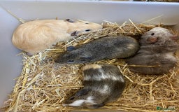 Guinea Pig rodents for sale: Baby Male Guinea Pigs - Image 2