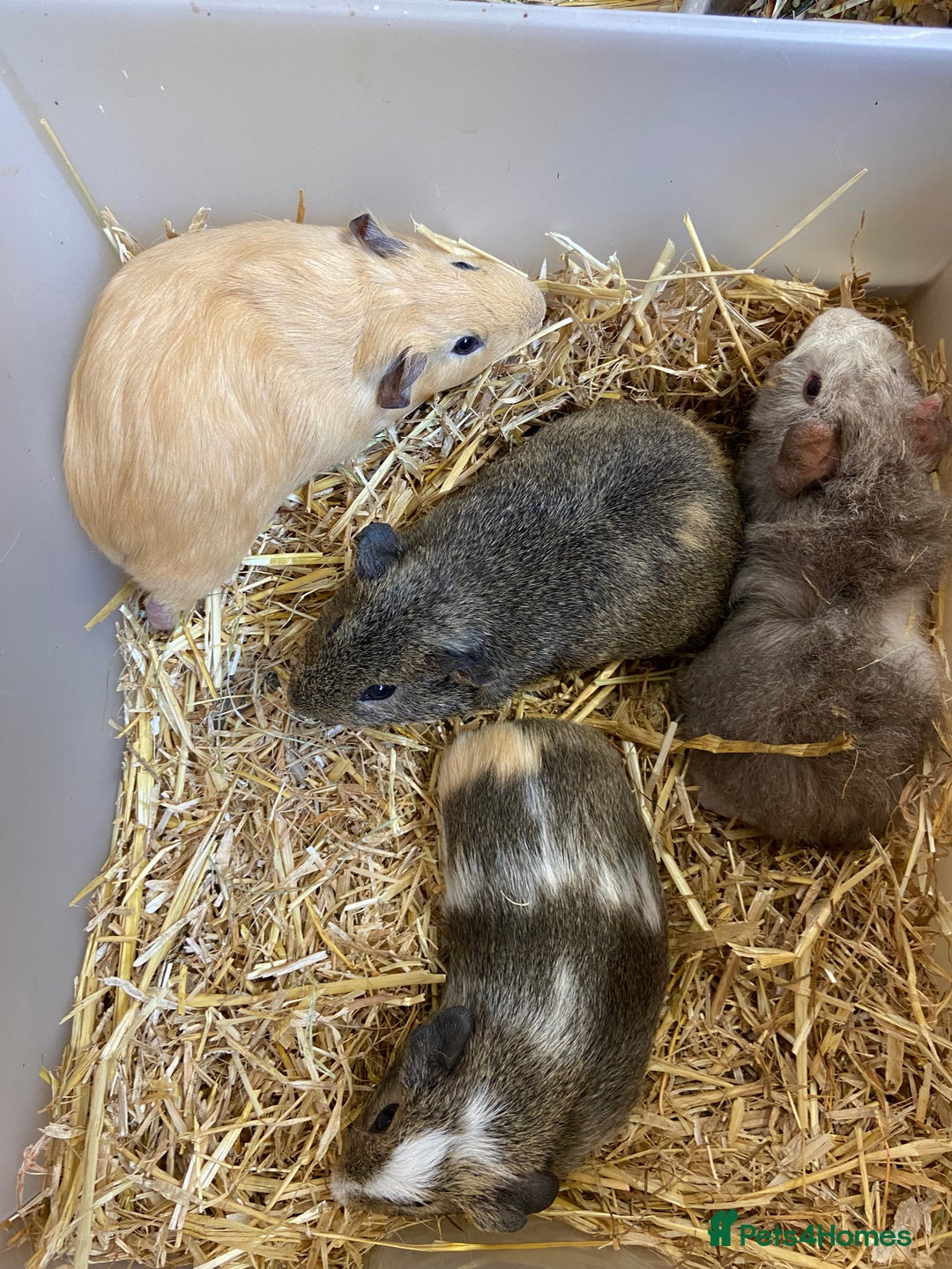 Guinea Pig rodents for sale: Baby Male Guinea Pigs - Image 2