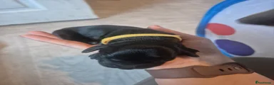 Yellow collar (Pikachu)